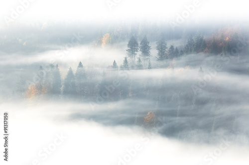 Autumn season, wild forest in the sunrise misty fog and clouds