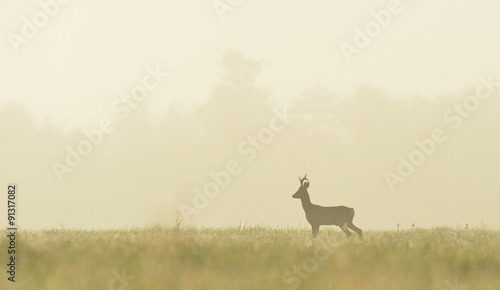 roe buck in the mist at sunrise