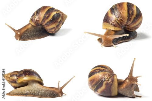 Snail isolated on white background 