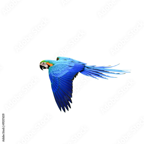 Macaw Parrot isolated on white background with clipping path photo