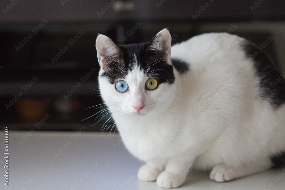 オッドアイキャット 白黒ぶち猫 Stock Photo Adobe Stock