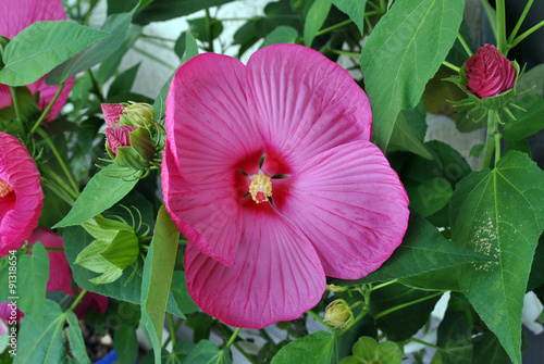 Hibiskusblüte