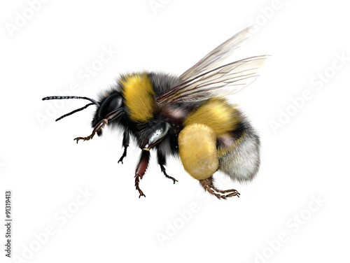 Fototapeta buff-tailed bumblebee or large earth bumblebee