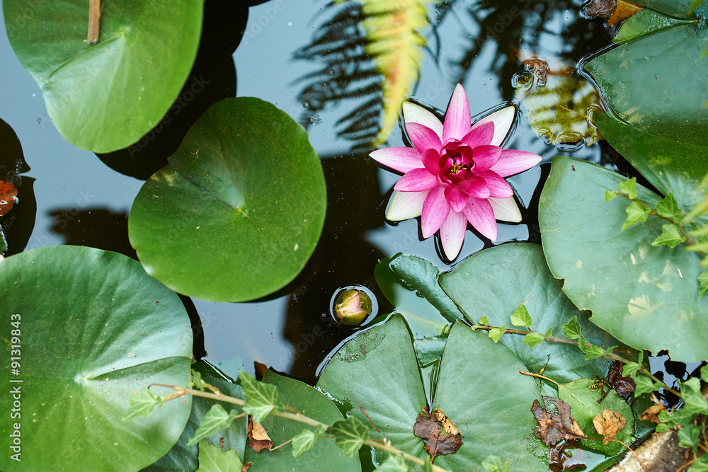 Seerose in Brunnen von oben Stock Photo Adobe Stock