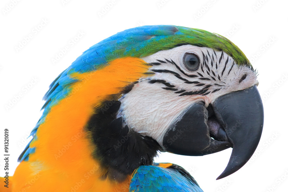 Fototapeta premium Macaw Parrot isolated on white background with clipping path
