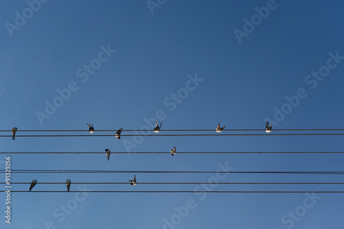 Swallows on Power Lines