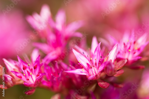 beautiful blooming Sedum, macro