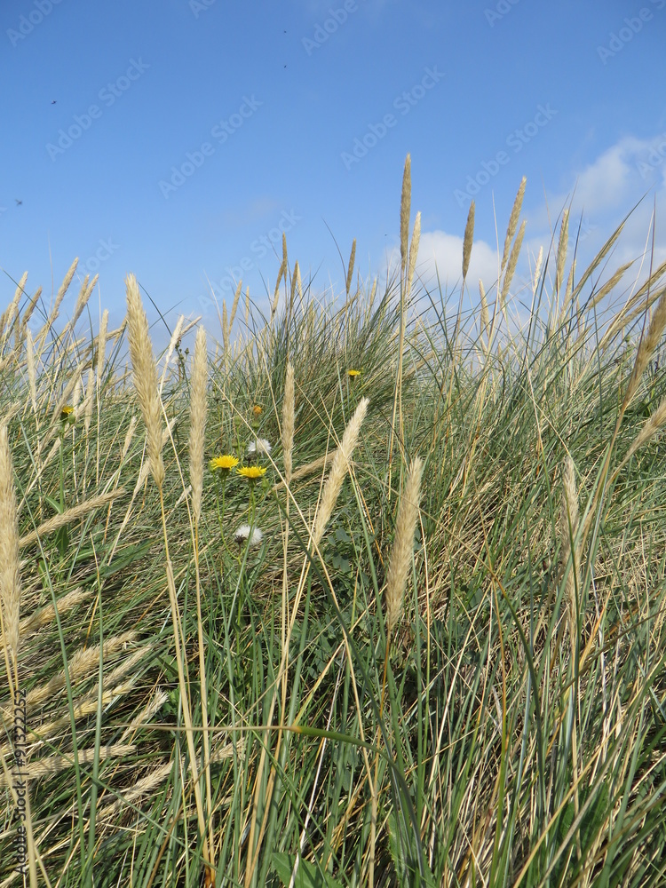Obraz premium Dünengras und Strandhafer