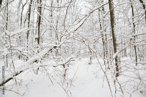 Winter forest