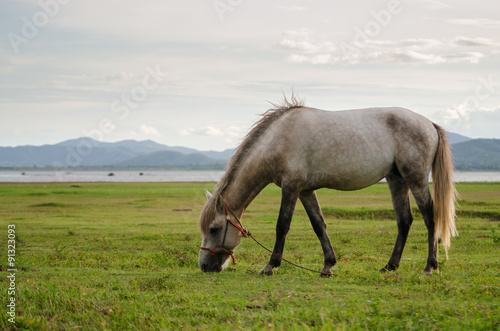 Horse on the field grass with sunlight and mountain background © highflyingbirds