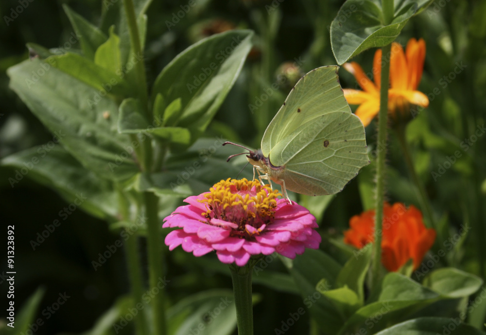 Obraz premium Butterfly