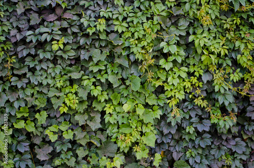 Wild grapes growing on the wall (green leaves texture)