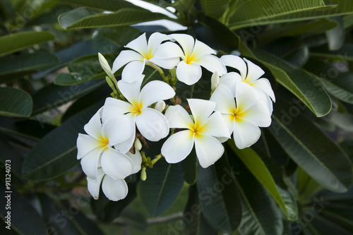 white flower  Plumeria 