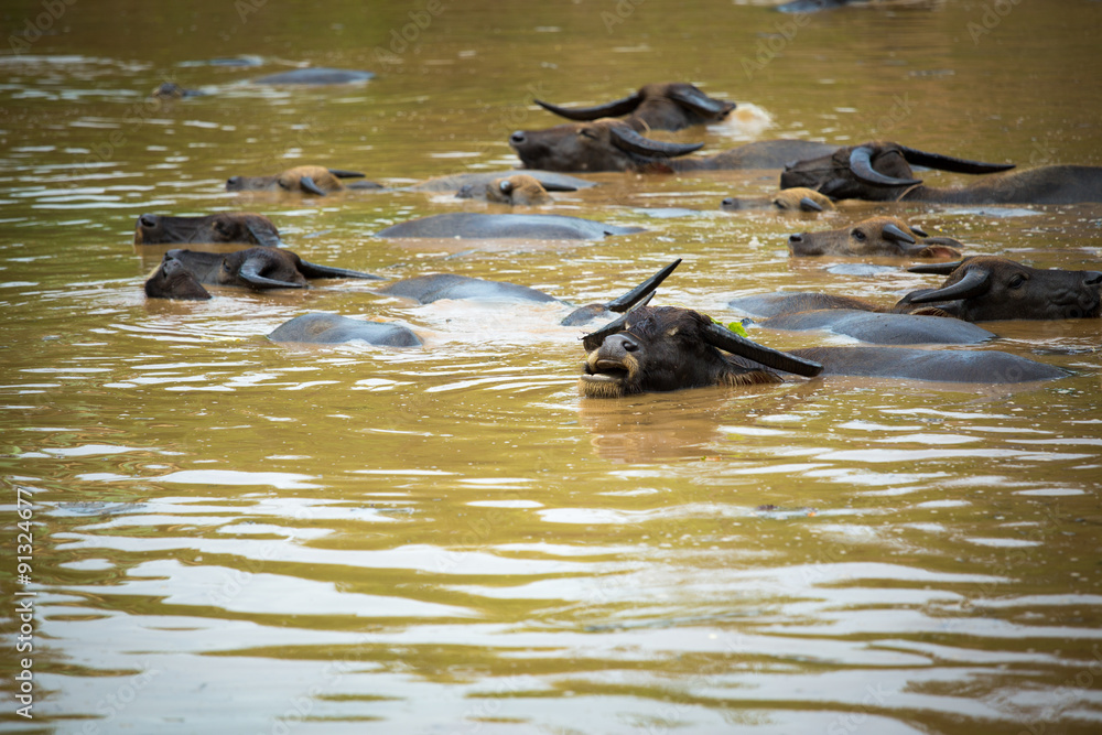 Fototapeta premium Buffalo take a bath in the canal