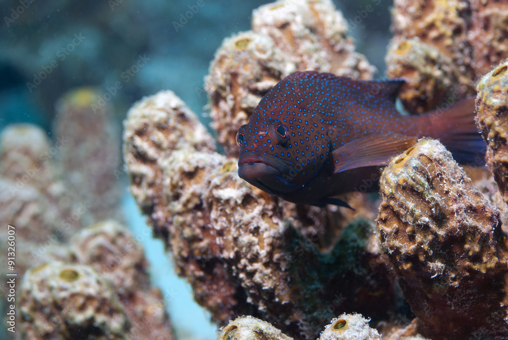 Fototapeta premium Fish Resting