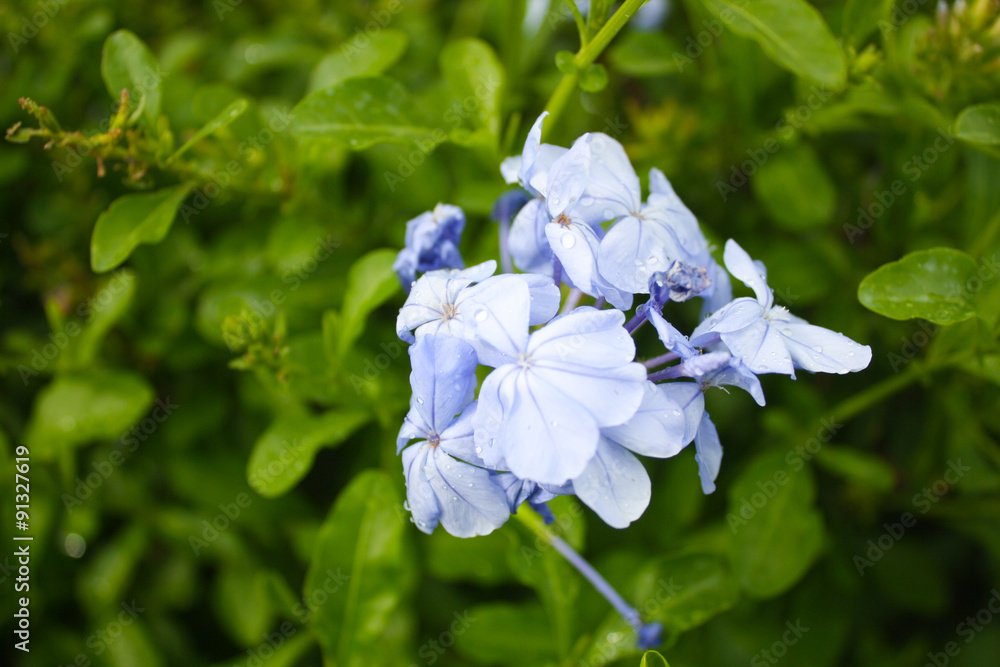 Beautiful wild blue flowers in group, Ceratostigma plumbaginoides. Beautiful wild blue flowers in group, Ceratostigma plumbaginoides.