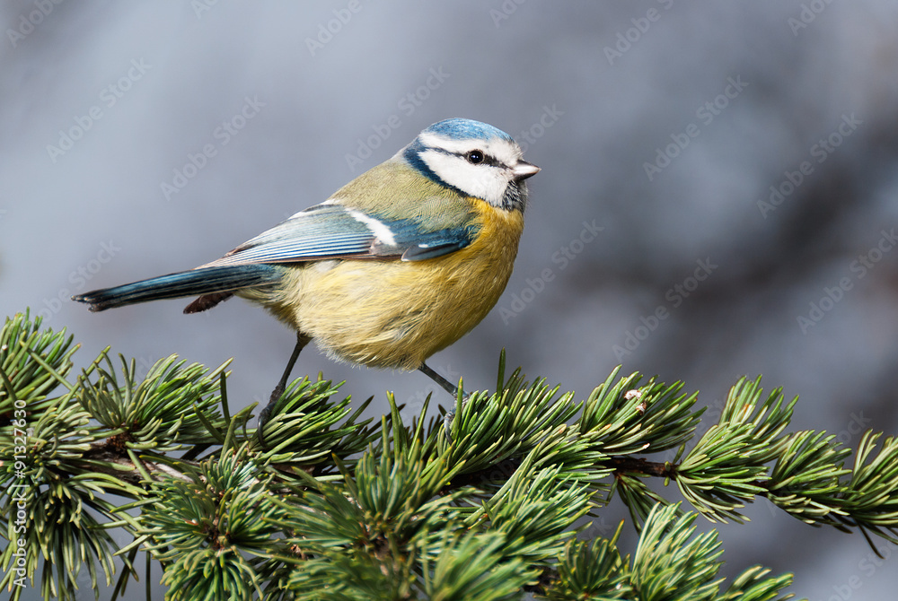 Fototapeta premium Blue tit on a branch