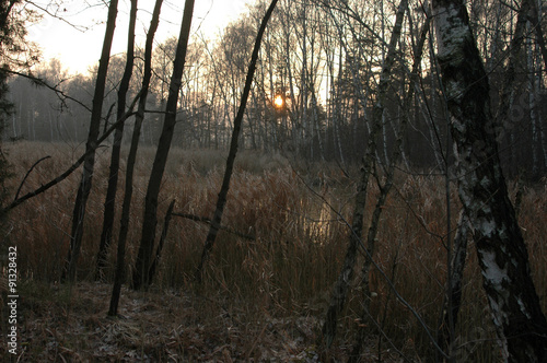 Wildnis in der Lausitz