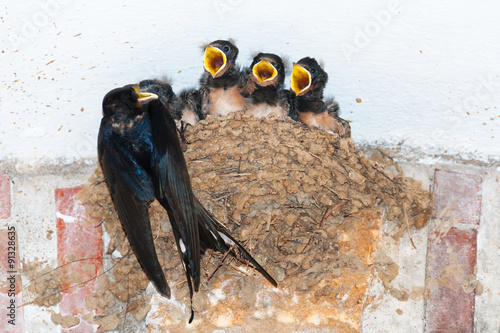 Barn swallow feeding chicks in nest on a monastery wall photo