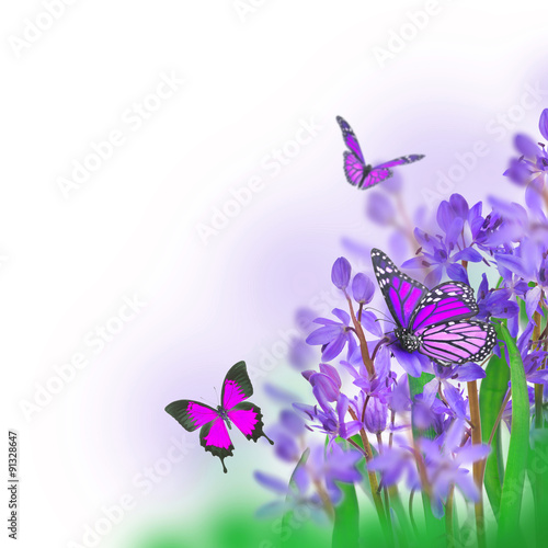 Blue spring crocuses flower and butterfly.