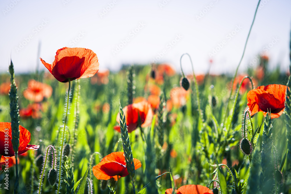 Obraz premium Green Field