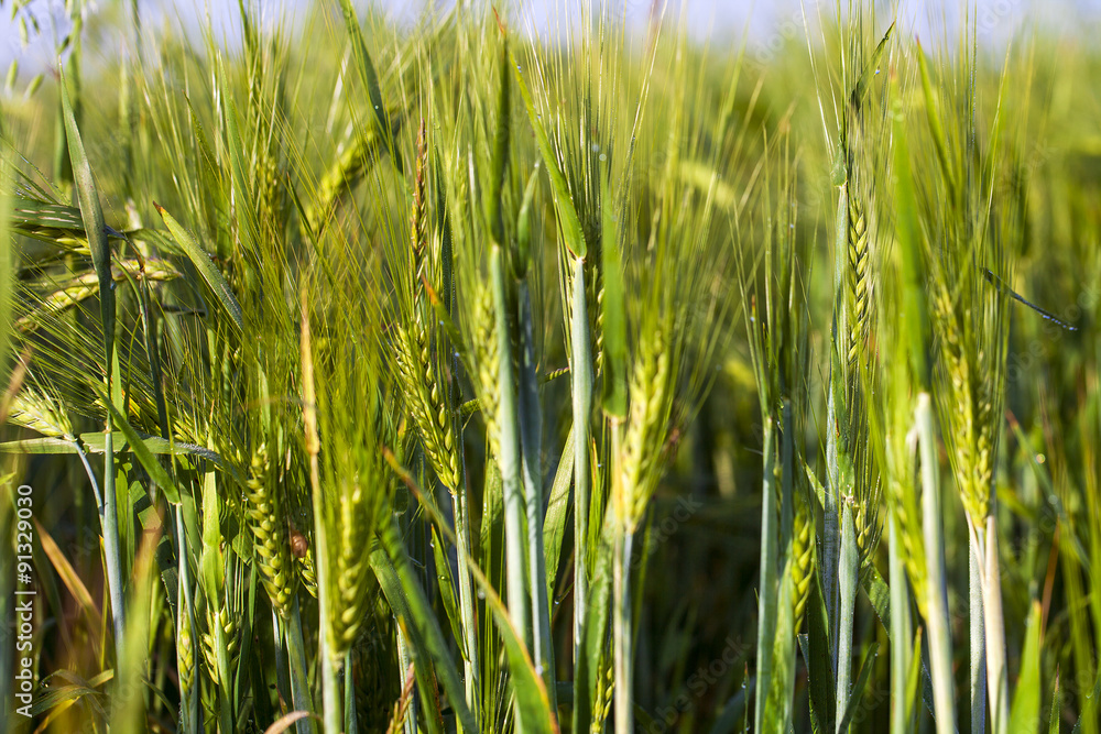 Obraz premium Green Field