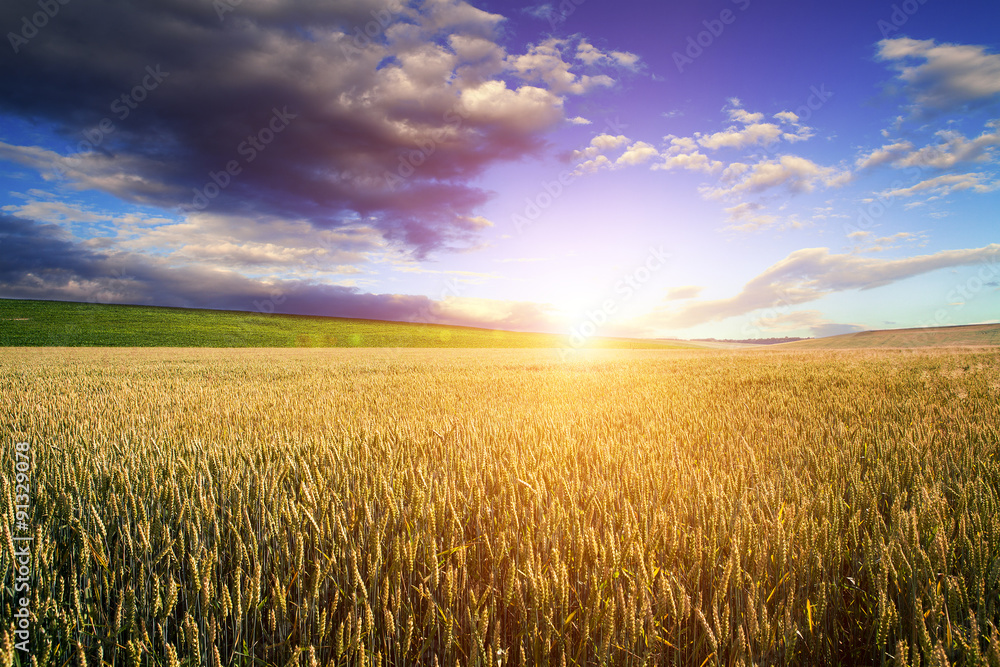 Naklejka premium Green Field