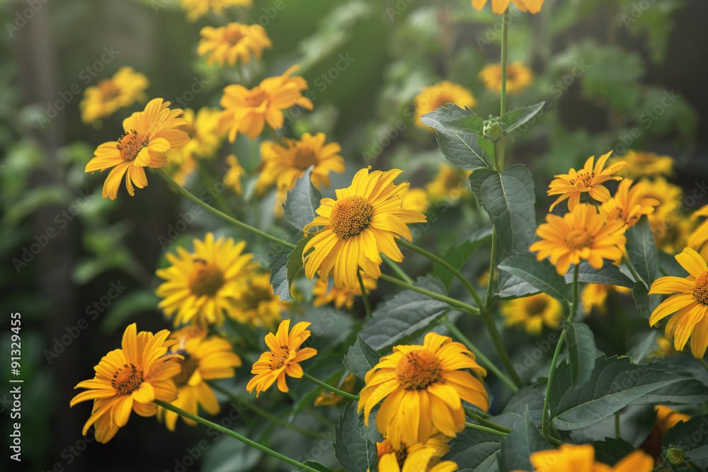 cute flowers cute flowers