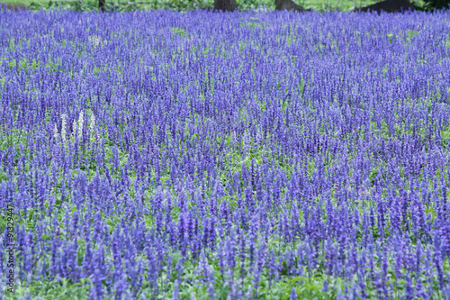 Blue Salvia Field