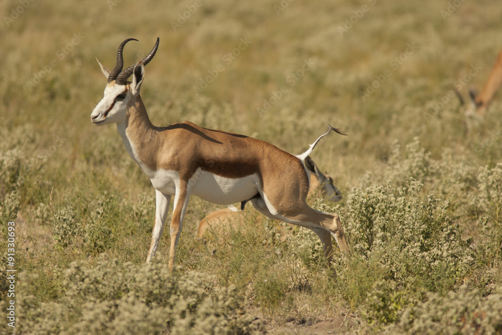 impala impala