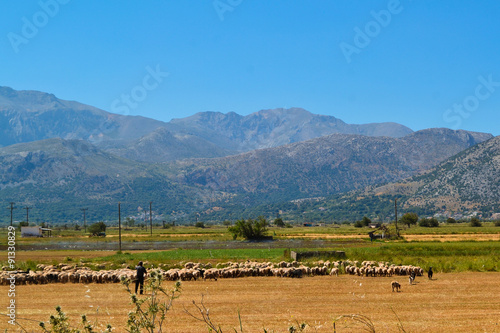 Shepherd with the sheeps  Greece