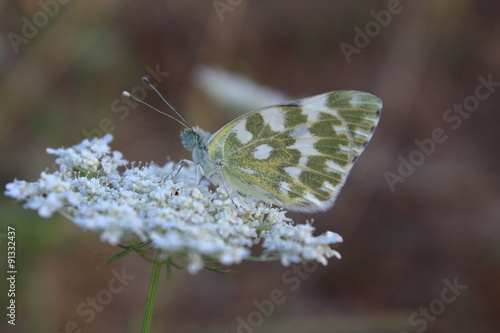 Wallpaper Mural butterfly Torontodigital.ca