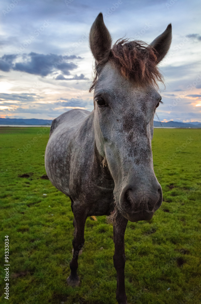 Horse on the field grass with sunset,Head shot Horse on the field grass with sunset,Head shot