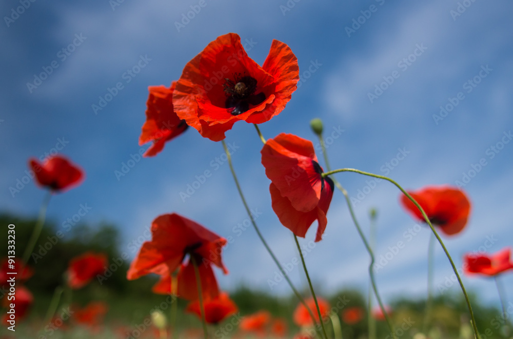 Obraz premium Poppies on blue sky