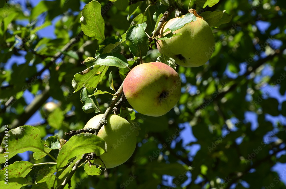 Herbstfrüchte - Apfelernte