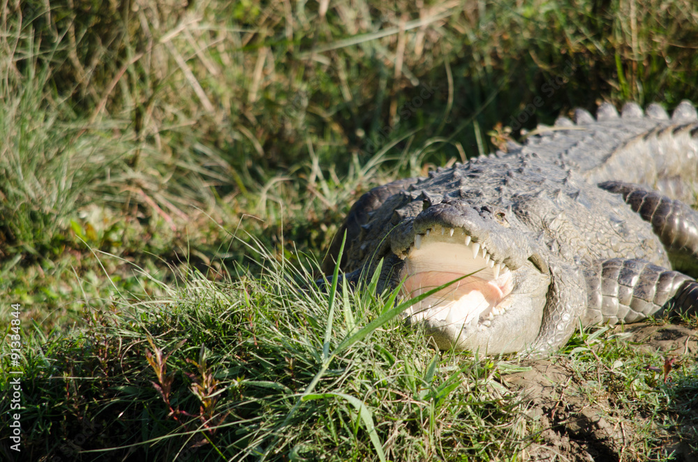 Obraz premium crocodile are semiaquatic and tend to congregate in freshwater h
