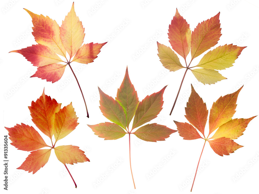 Fototapeta premium Set of five fall leaves isolated on white