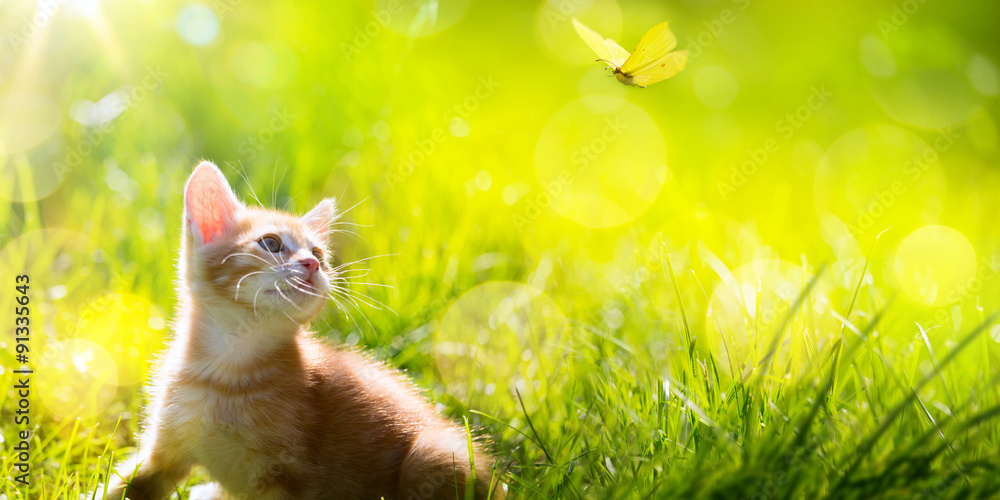 Fototapeta premium Art little kitten hunting a butterfly