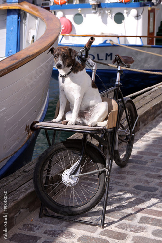 hund, fahrrad und boote photo