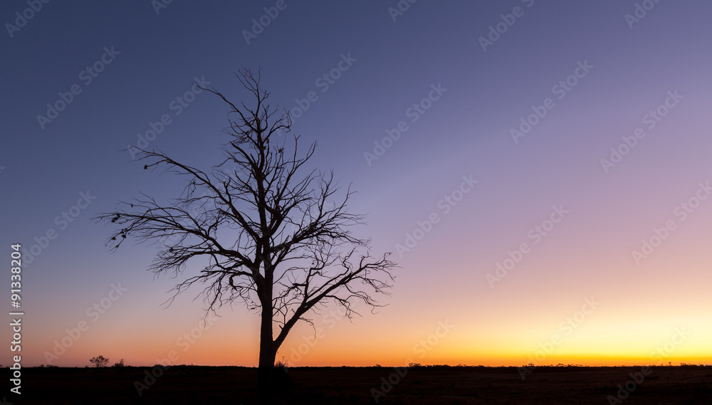 Lonely bare tree silhouette at dusk