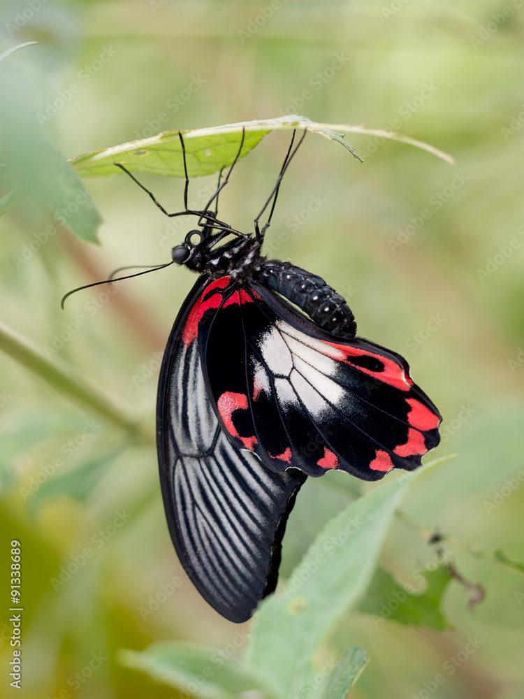 Fototapeta premium Papilio rumanzovia Paziowatych Scarlet spoczywający na unde