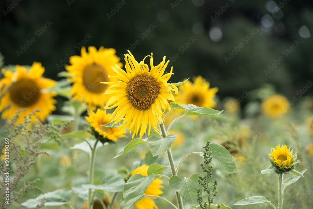 Obraz premium Sonnenblumen im Wind