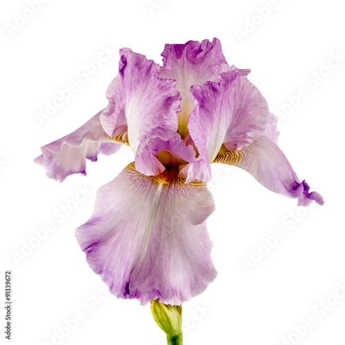 Violet flower of iris  isolated on white background