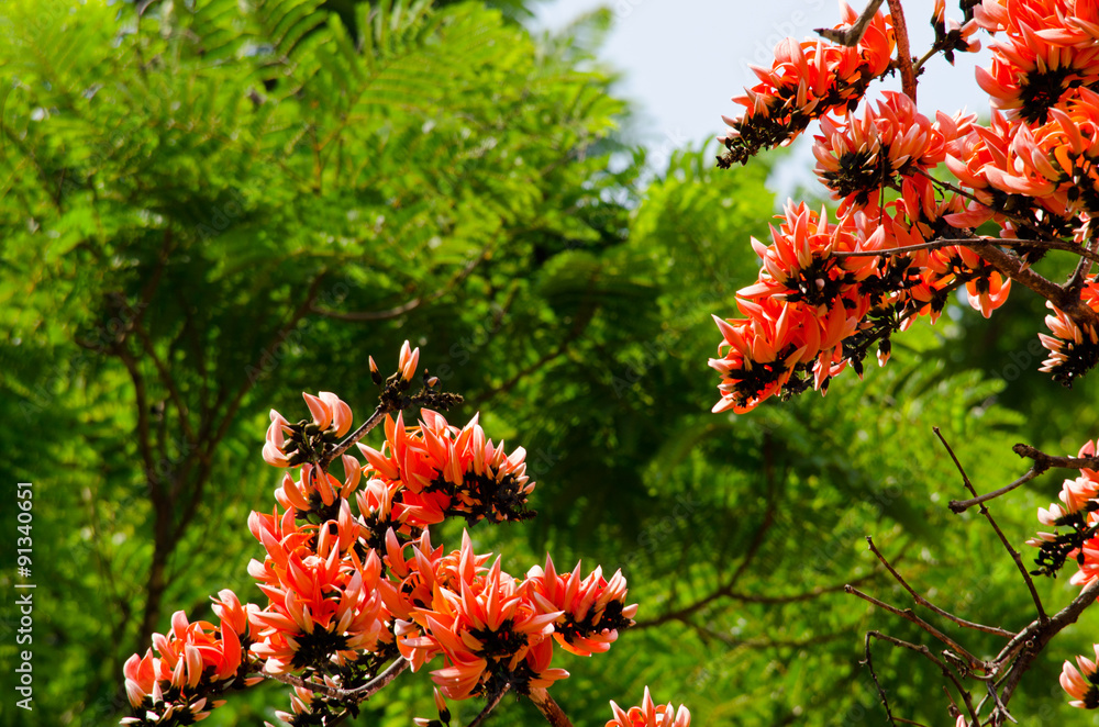 Bastard Teak Flower Bastard Teak Flower