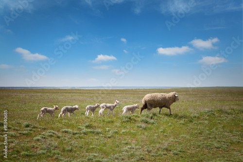 Sheep with lambs on the field