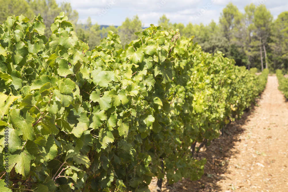 Vineyard in Provence Vineyard in Provence