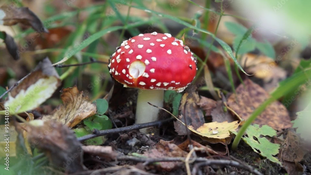 One fly agaric mushroom in the autumn forest One fly agaric mushroom in the autumn forest
