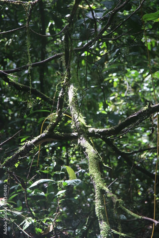 Obraz premium Guyane - Saut ATHANASE - Août 2015