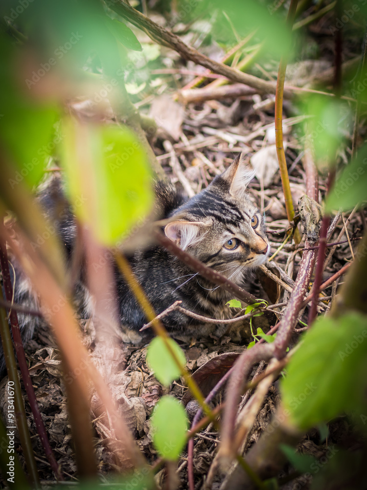 Katze versteckt sich im Gebüsch Katze versteckt sich im Gebüsch
