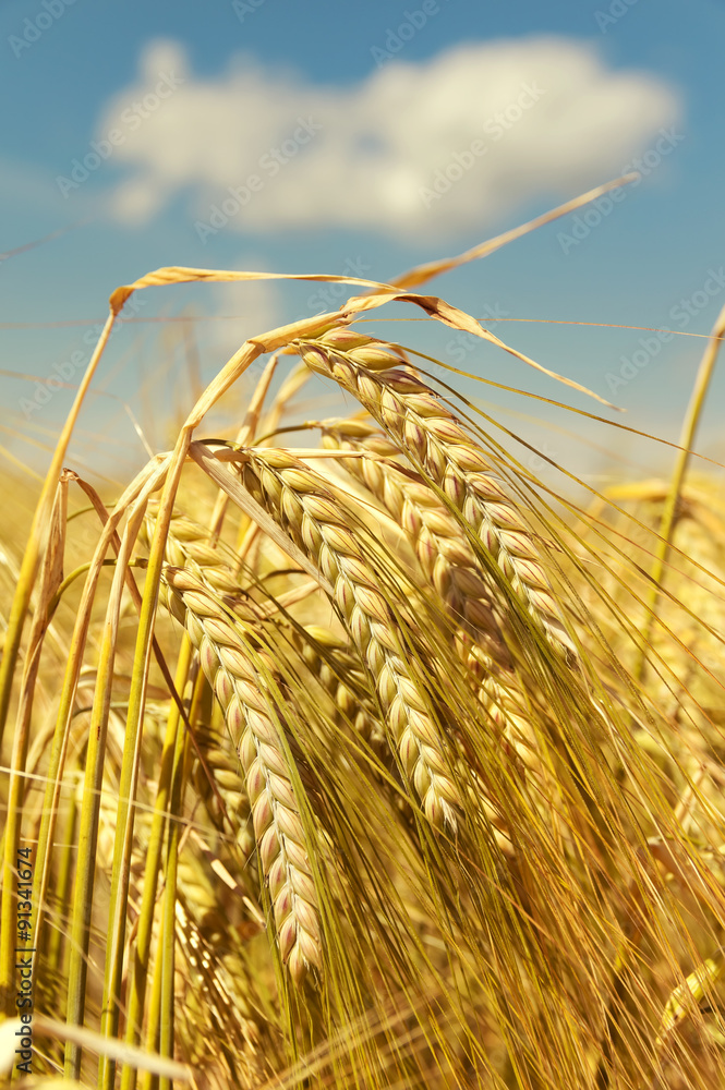 Mature ears of barley against the sky in vintage style